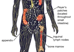 How do the disease-causing germs invade my body?